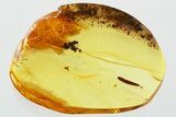 Detailed Fossil Leaf in Baltic Amber #372587-1